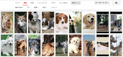 dogs